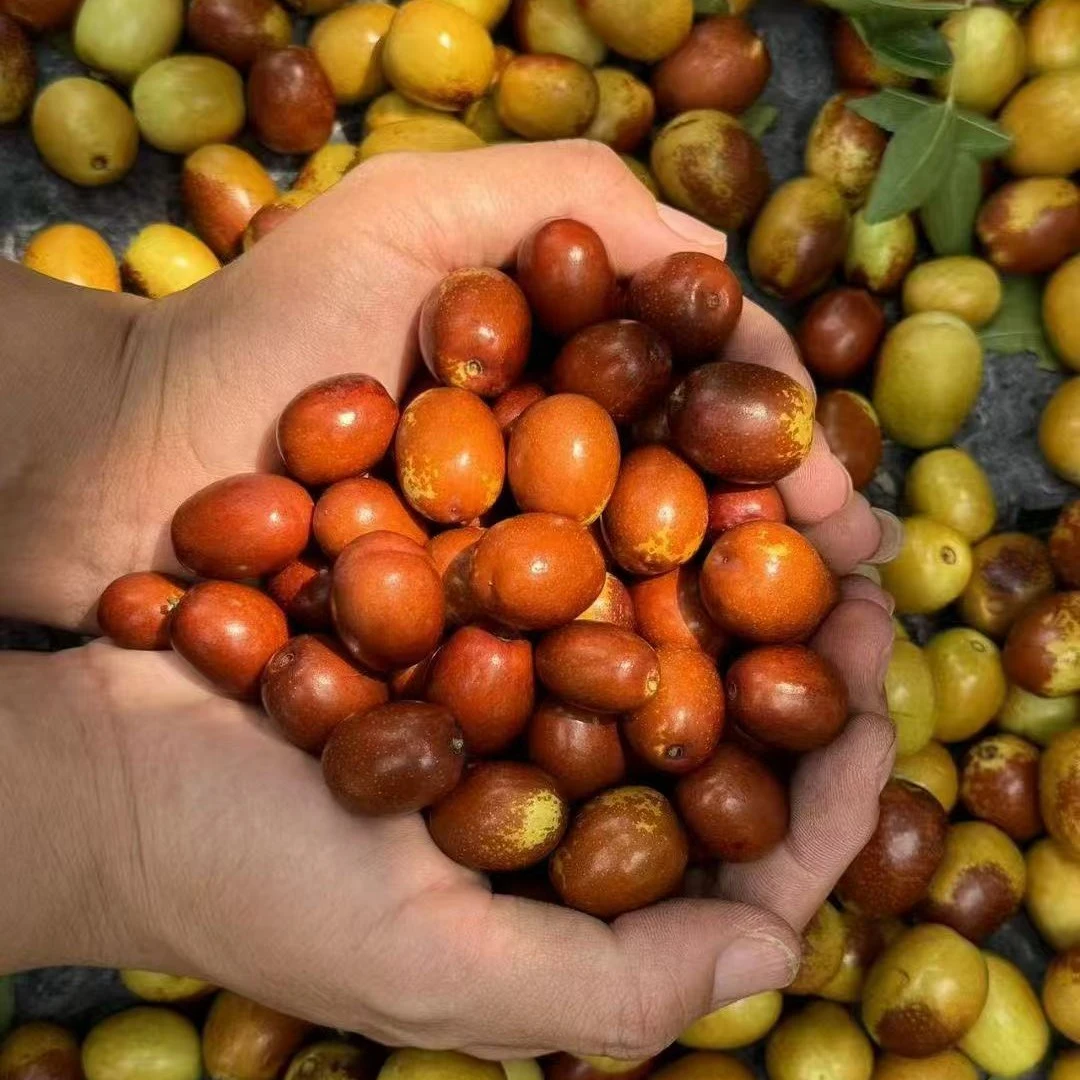 【顺丰包邮】正宗山东沂蒙山酸枣新鲜酸甜水果山枣特产脆孕妇水果