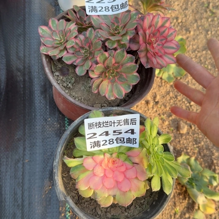 竿***上2236/2454三号棚两个组合多肉