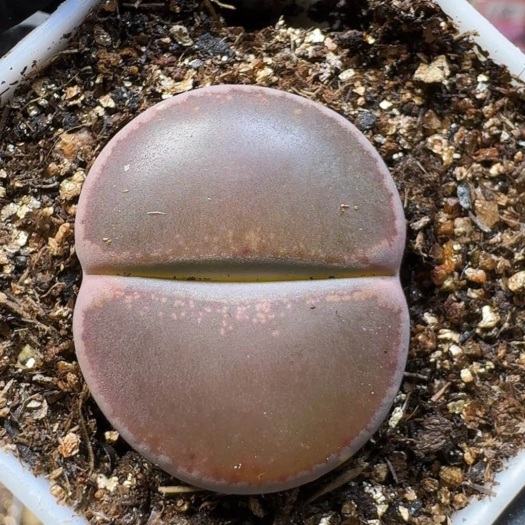 菲***崽生石花111111。   106