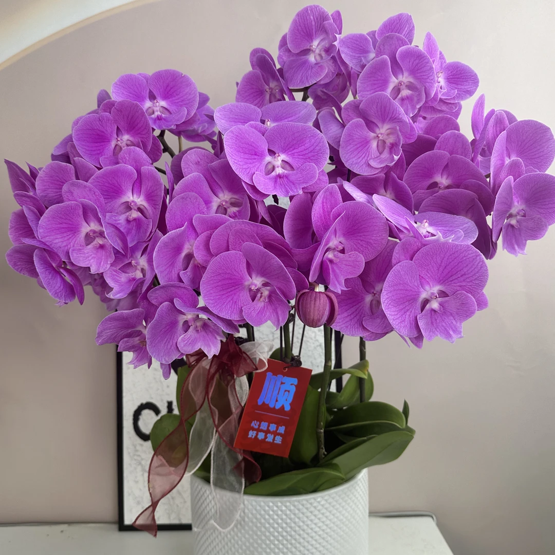 精品蝴蝶兰【水蜜桃】鲜花盆栽好养活多样性发货