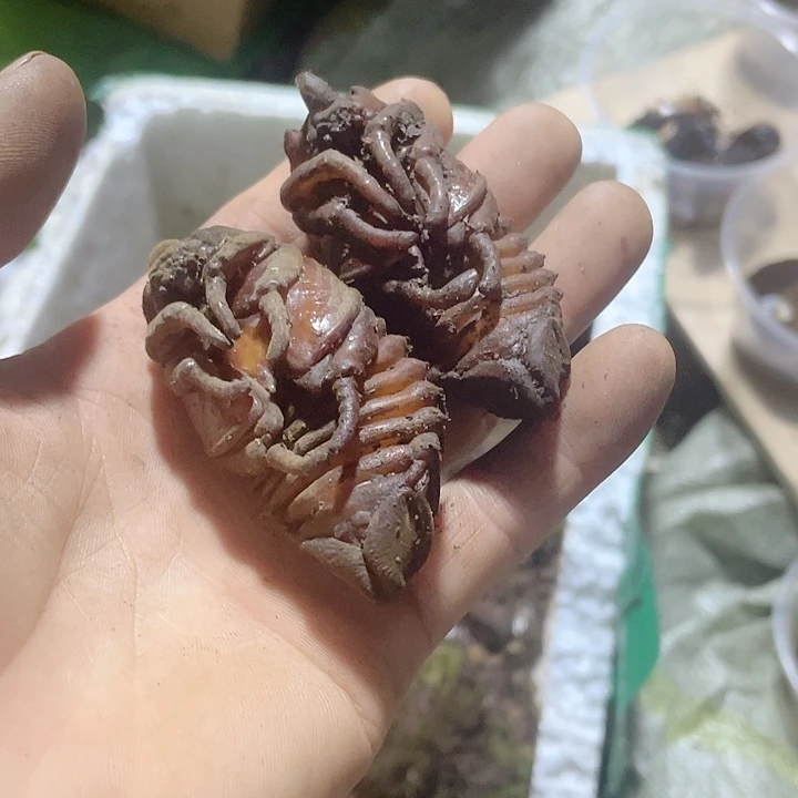 包活一个哦哦哦哦哦哦哦