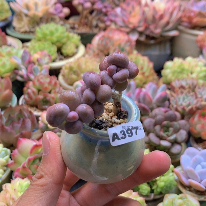 一物一拍含盆土满38包邮A397