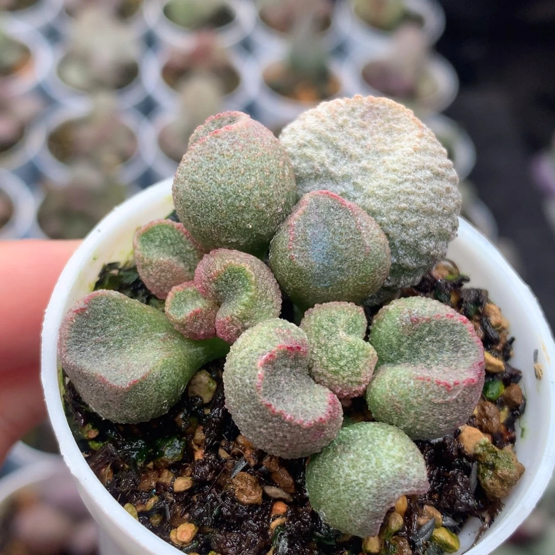 用***5水蜜桃儿 感谢喜欢