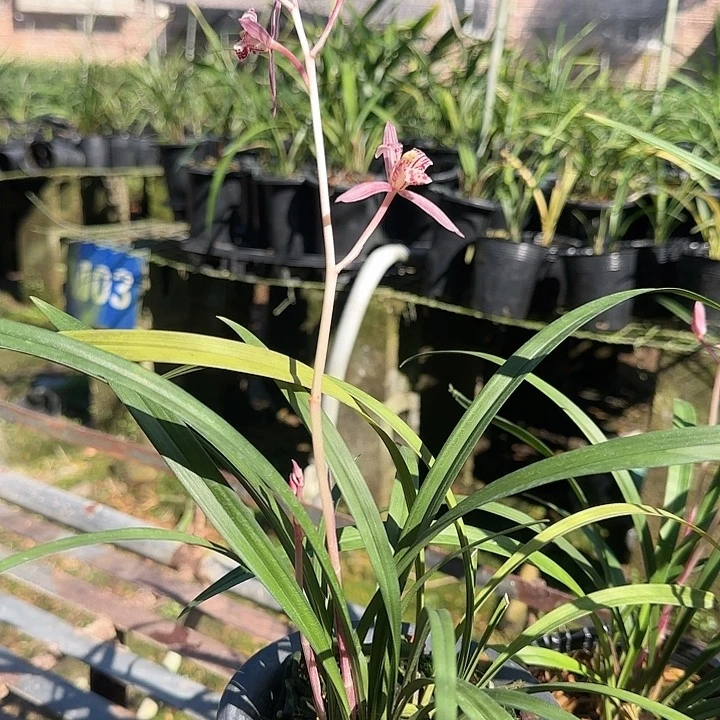 完全开放红猫蕊蝶