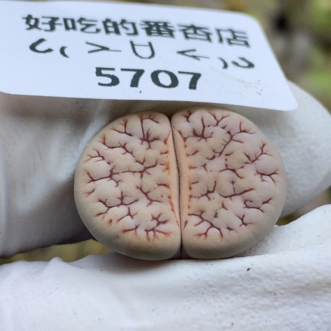 5707。抽奖活动。当天随单走。