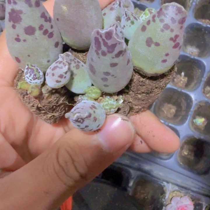 海豹穴盘五颗一组