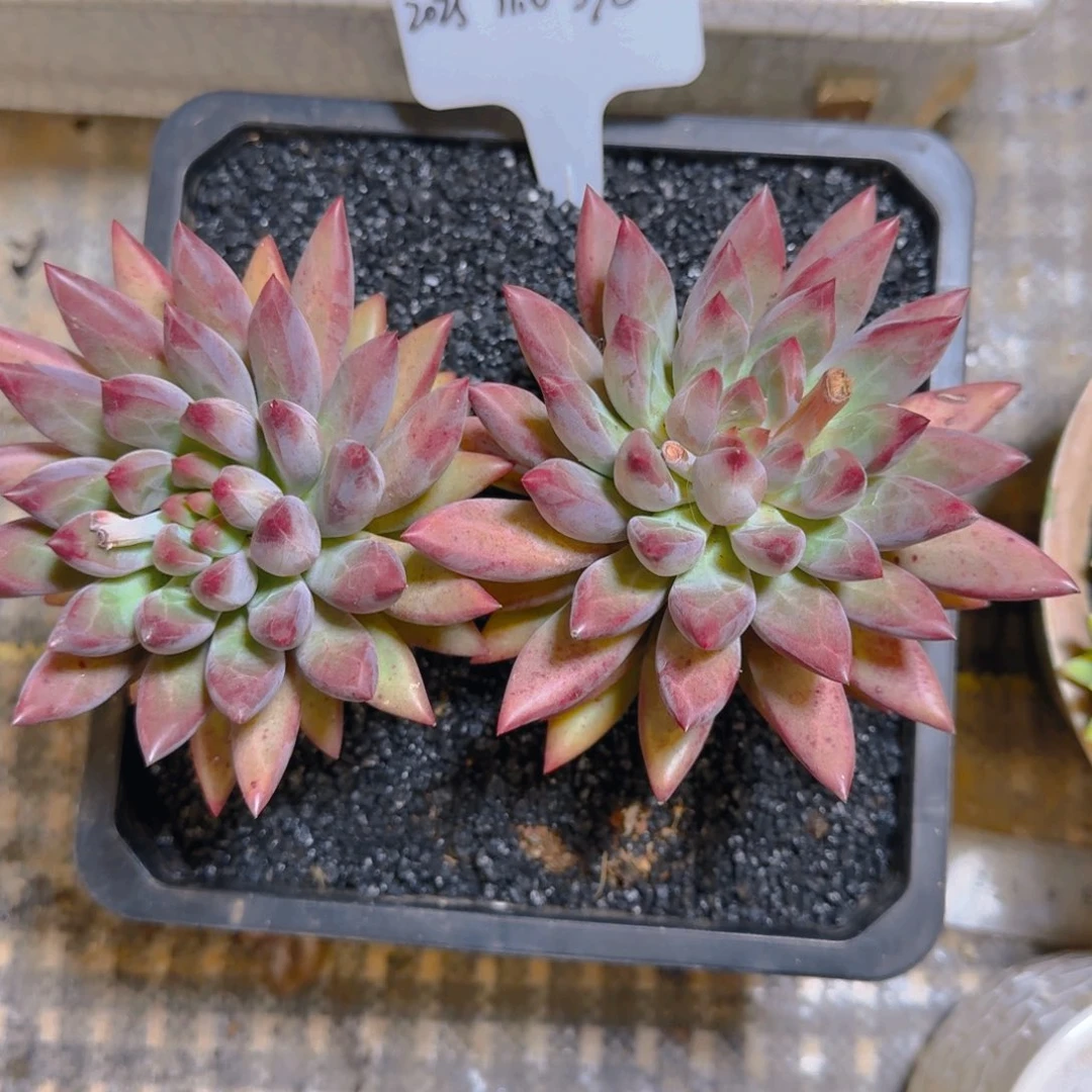 Q***i一物一拍大双头羽毛鱼胖体398