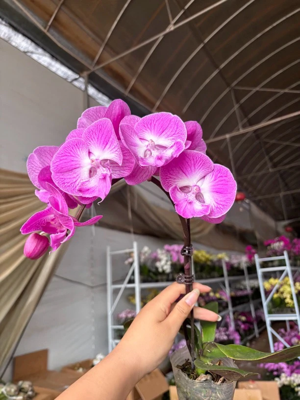 蝴蝶兰——(大性感)开花发货