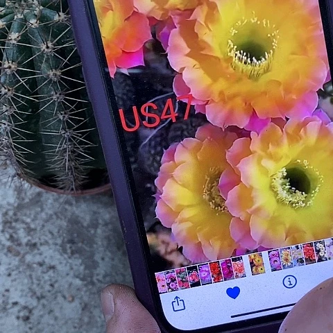 47仙人球，2578900