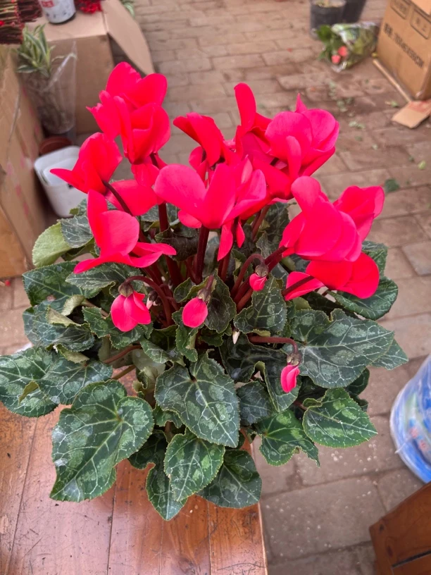 大盆仙客来盆栽颜色随机