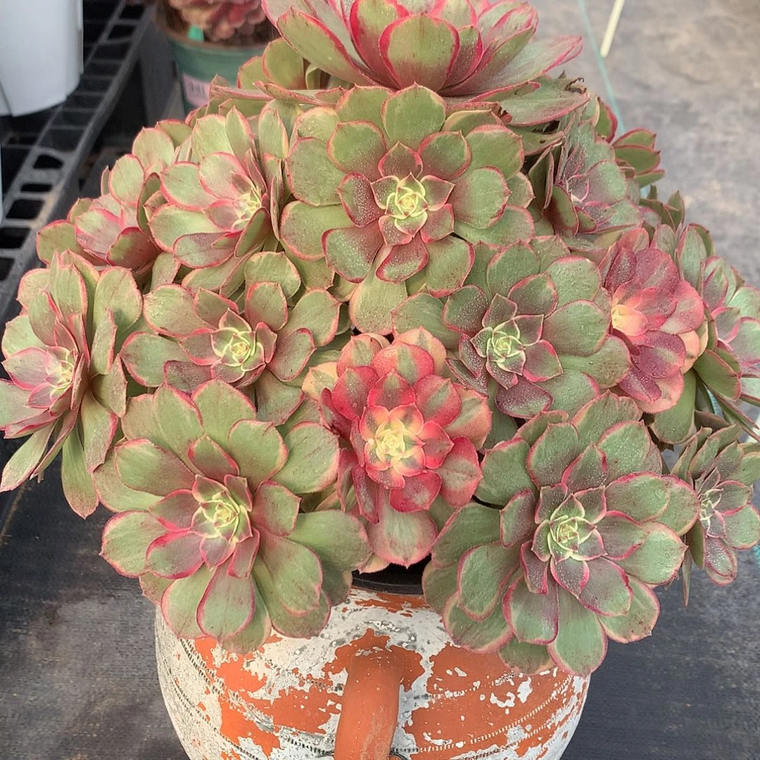 浅***然完全开放法师图片多肉植物