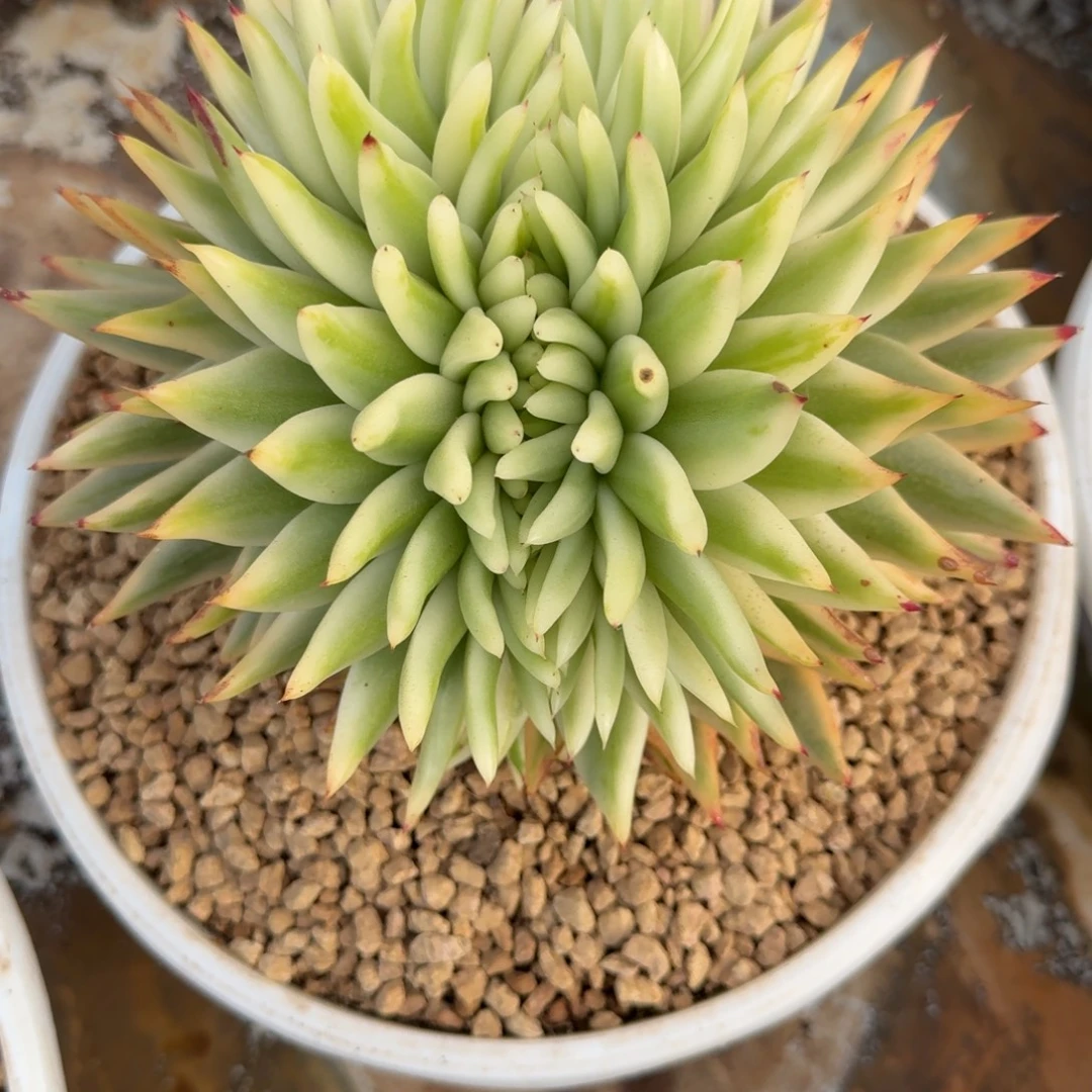 青莲锦缀化多肉植物链接