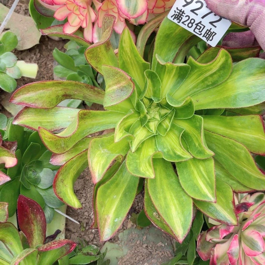 G. 9272魅影中班七彩多肉