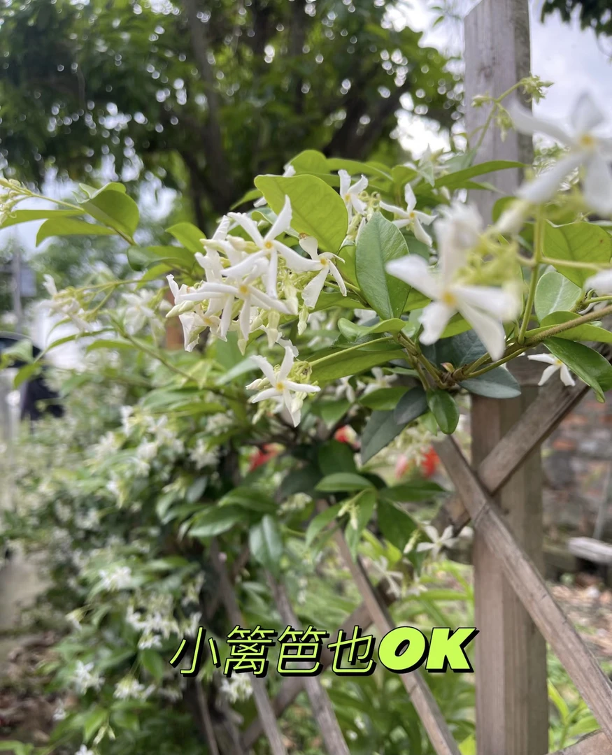 风车茉莉爬藤中苗1.5-2米