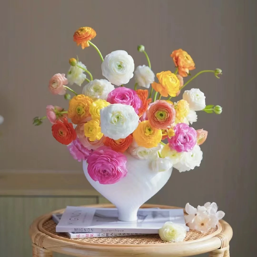 【花晓】洋牡丹 富贵花（天冷拍保温棉否则冻坏不售后）