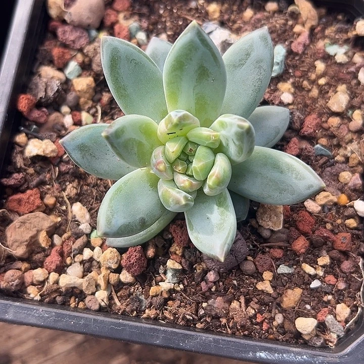 暗纹糖心美人一物一拍多肉