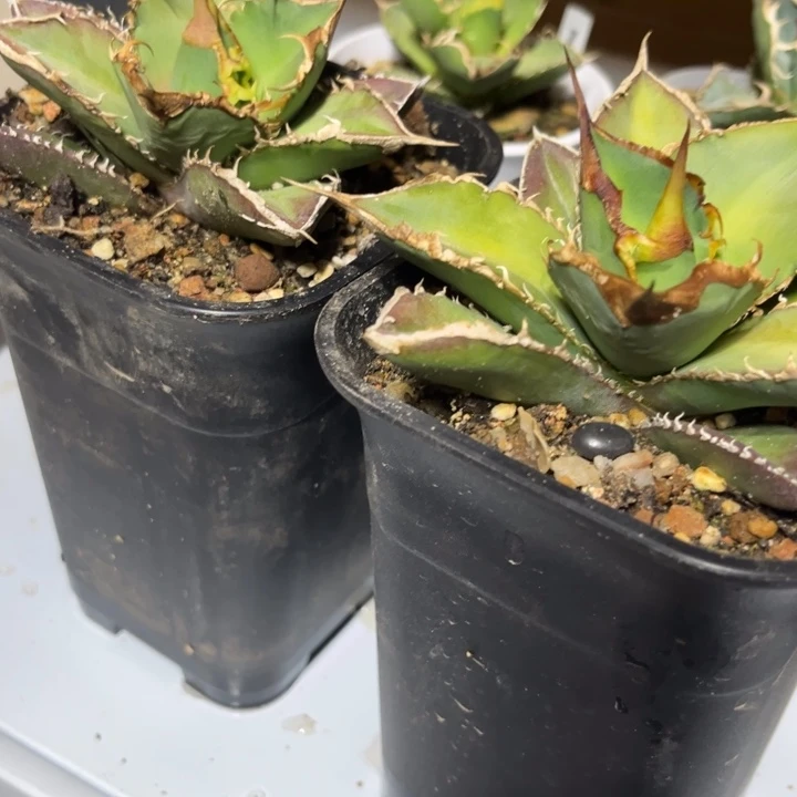 绿you灵多肉龙舌兰