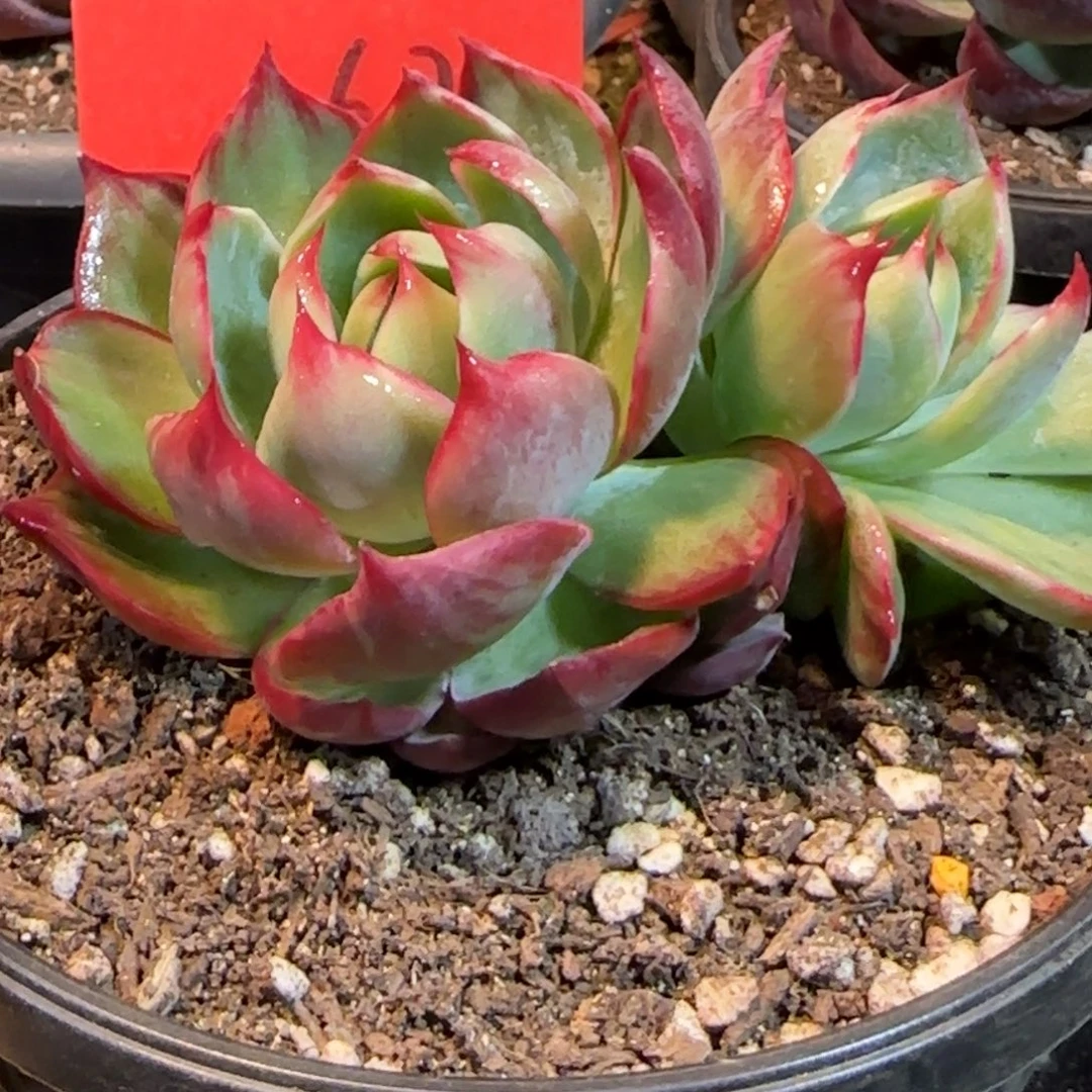 惊鸿一物一拍包装收缩花旱162