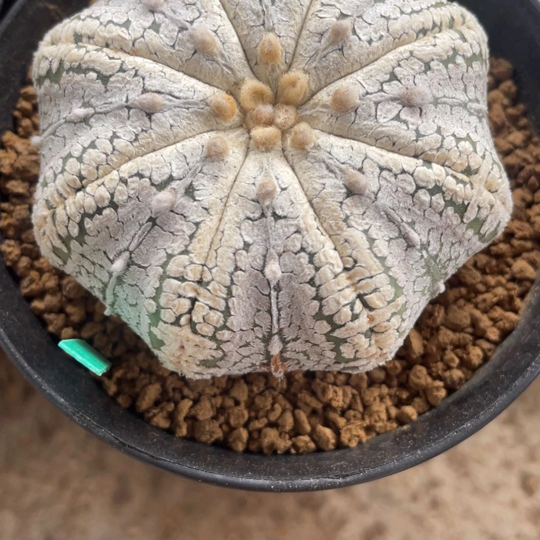 五*五实生兜福利福利福利