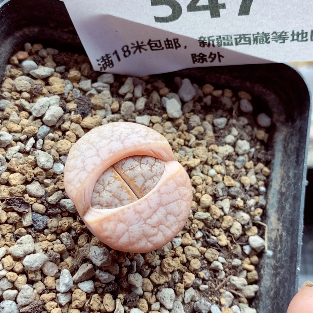 我的小姐姐们都547