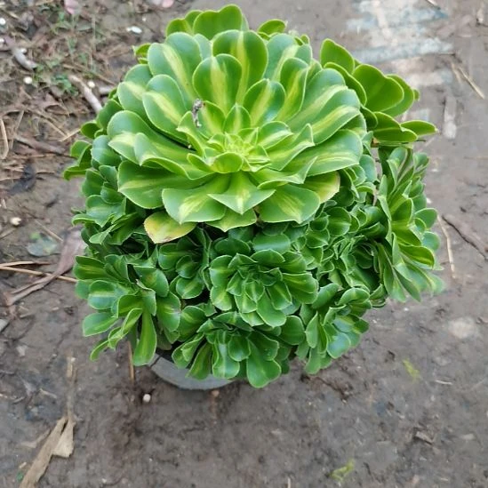 翡翠琉璃法师多肉法师15