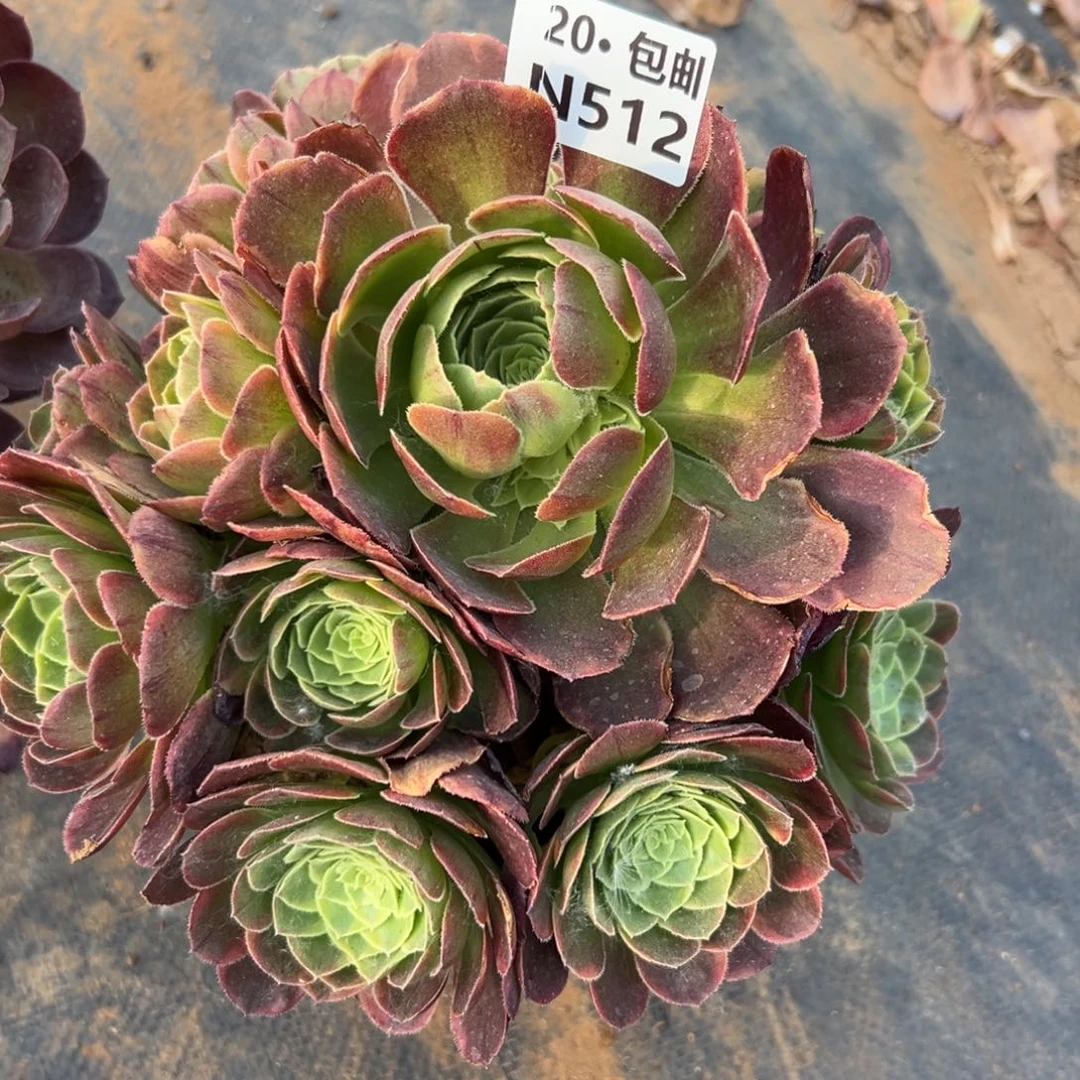 512奶白，满20包邮