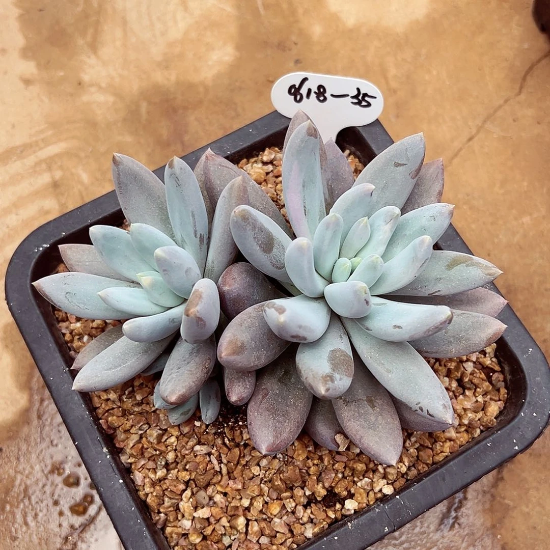 0618-35哥特萝莉。