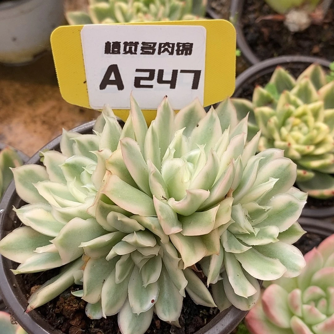 247群生紫蝴蝶哈哈哈哈