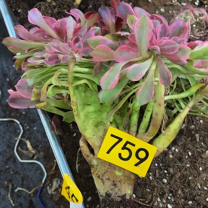 多肉植物福利759