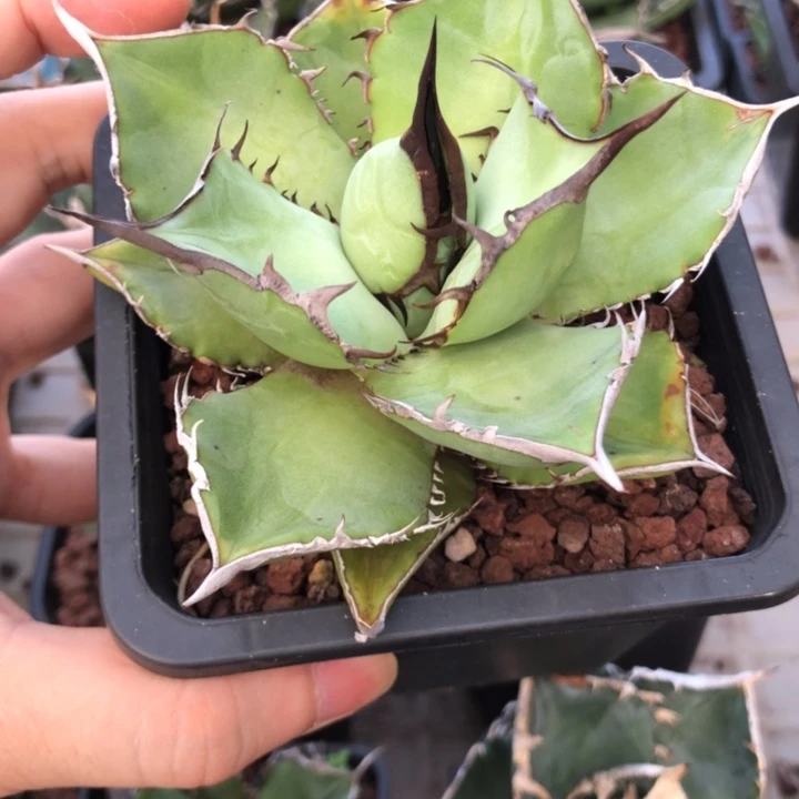 熊猫仁王冠龙舌兰