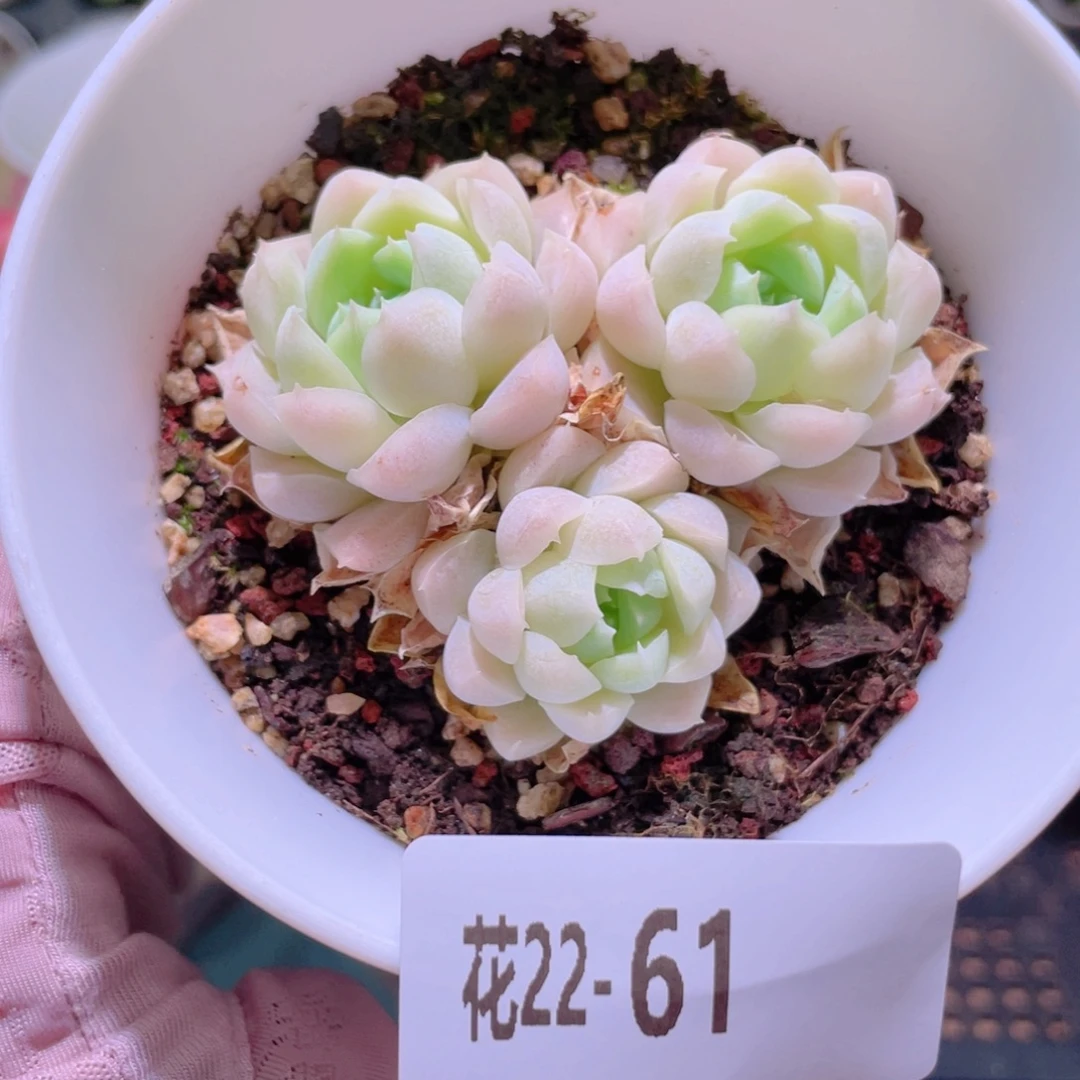 花利美22-61白月影