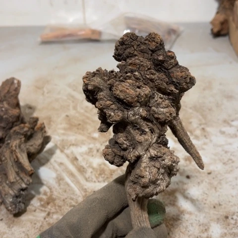 大果紫檀（缅甸花梨）I****u