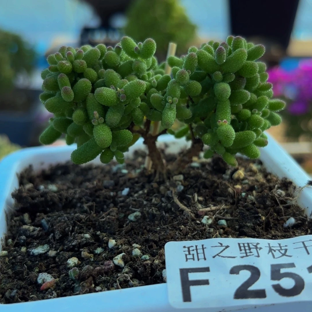 金橘251。