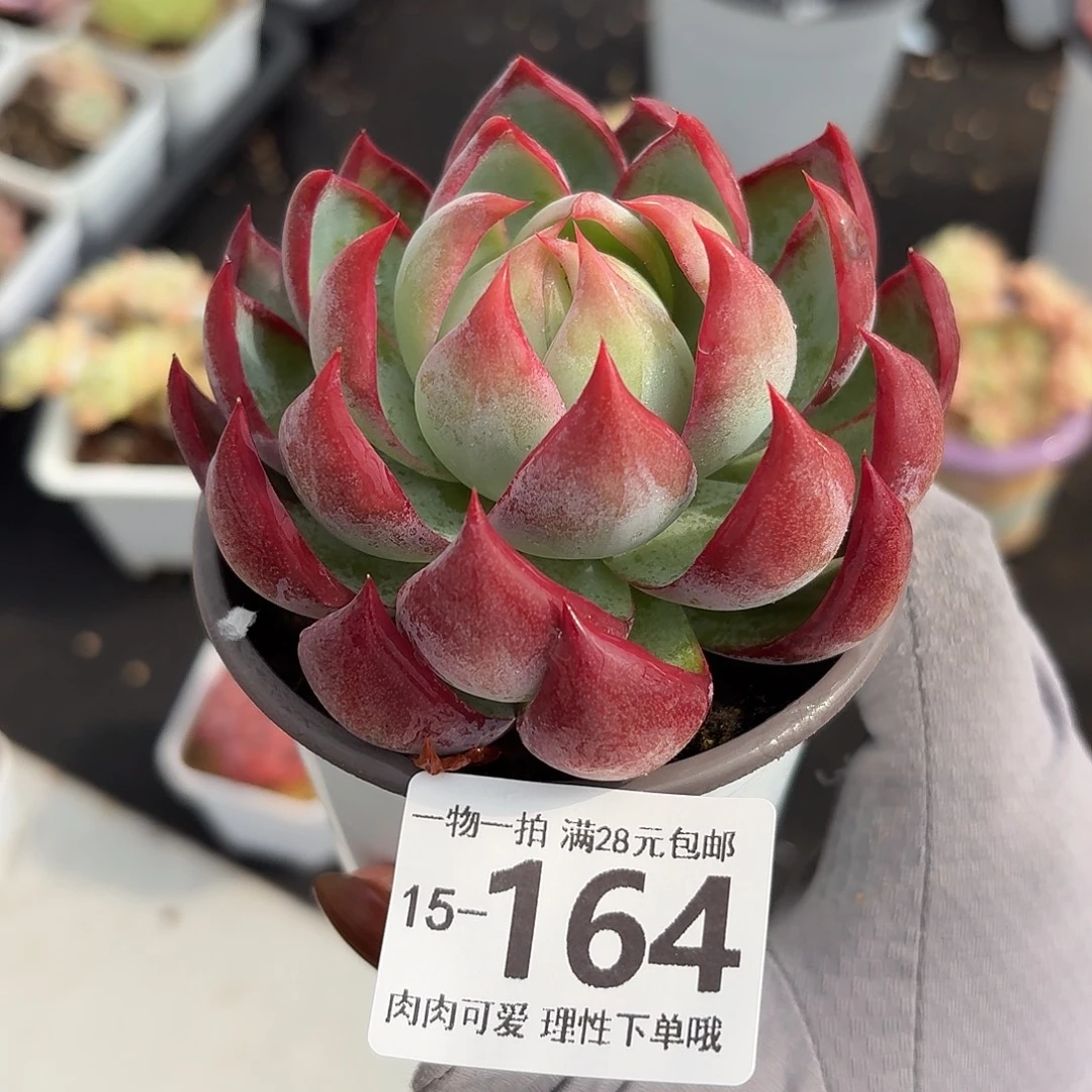 惊鸿无盆土发货无盆