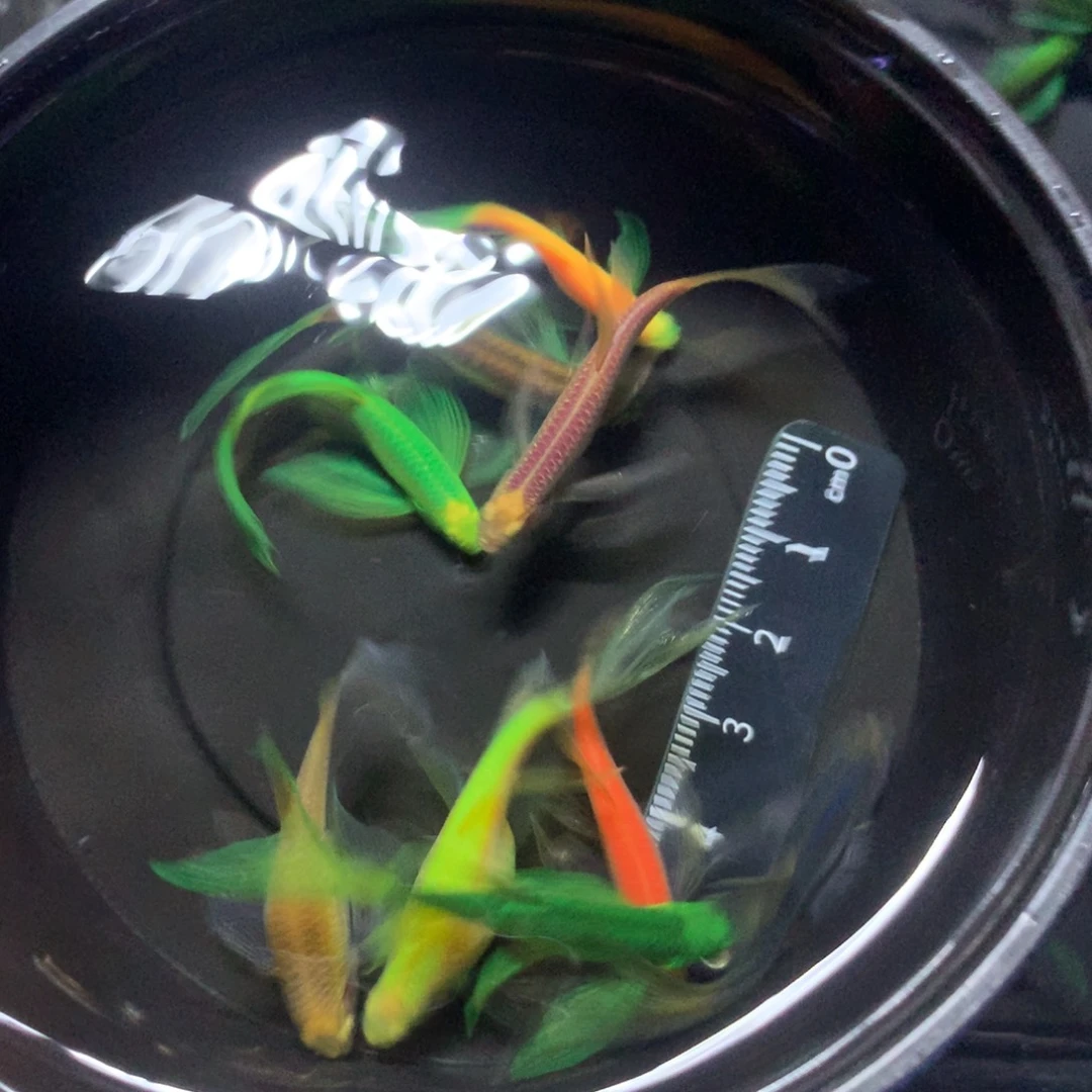 血***蝎斑马鱼中大号蝶翼斑马混搭10只（3.5-4.5厘米）