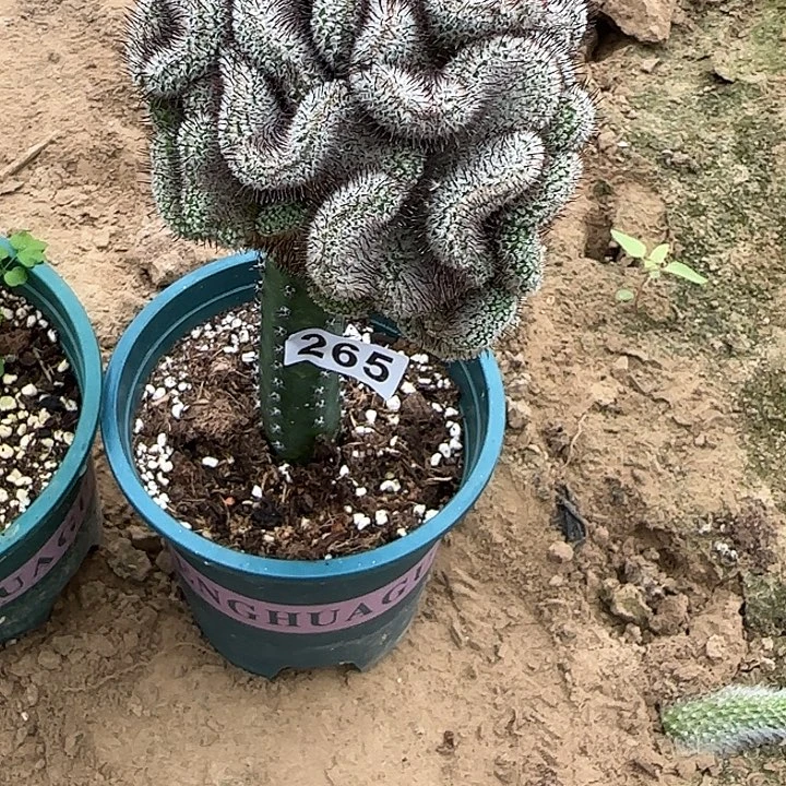 乌***帮无花朵嫁接佩雷缀265