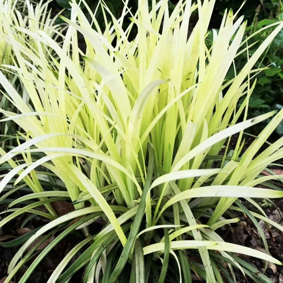 英国山麦冬'纯金啤酒'Liriope常绿彩叶耐寒寄植多年生花境盆栽苗