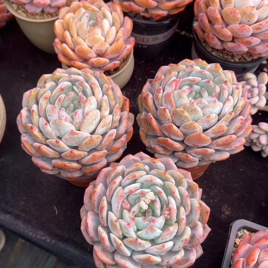 虫*3个盆1箱土寄养九月发货