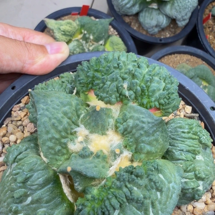 爆炸颗粒圆叶血怒