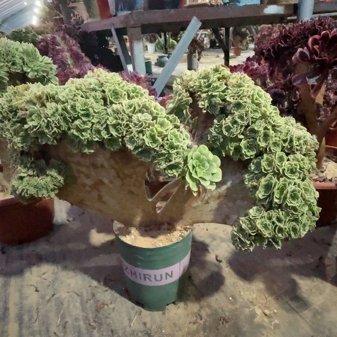 【闪购商品】无花朵绿豆沙