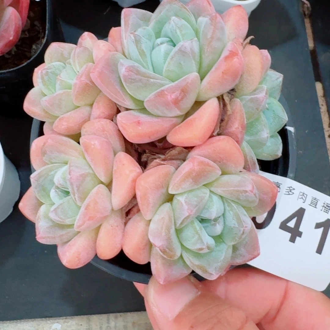 冰玉群生            精美多肉植物
