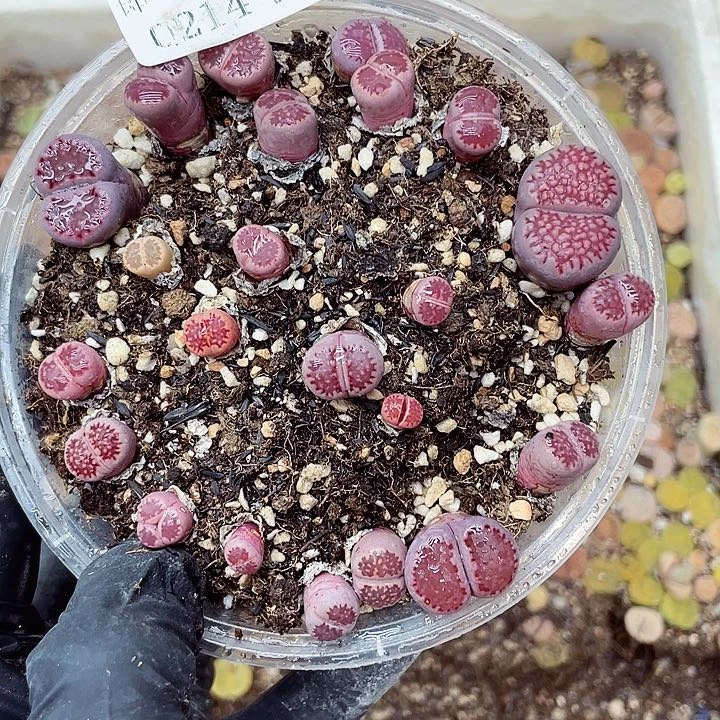 生石花满18包邮14-12