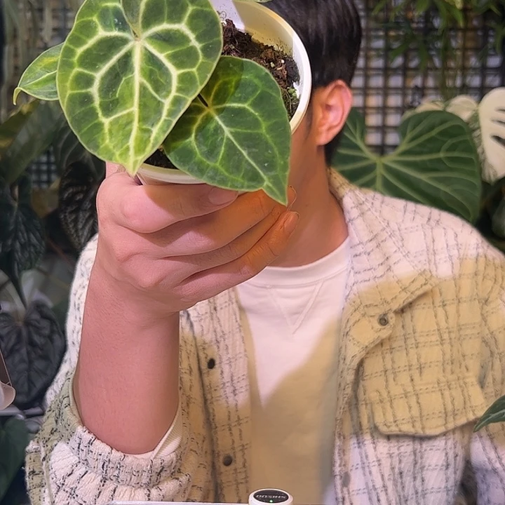 完全开放B04个体克莱恩