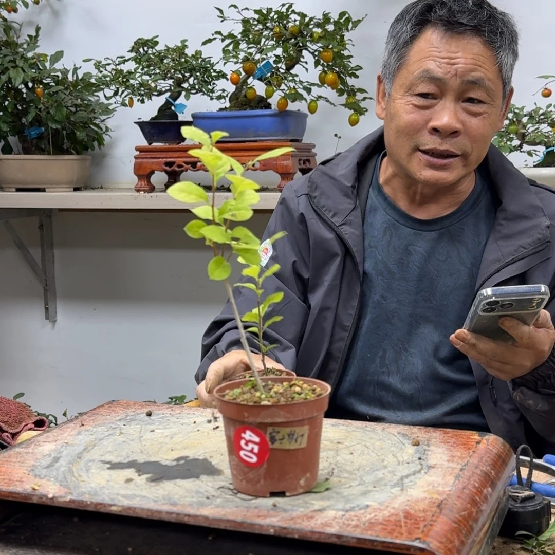 E***y无花朵450顺丰到付