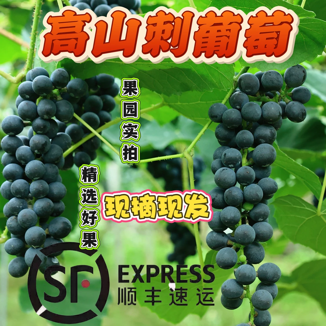 湖南湘西凤凰高山刺葡萄现摘现发可酿葡萄酒新鲜包邮