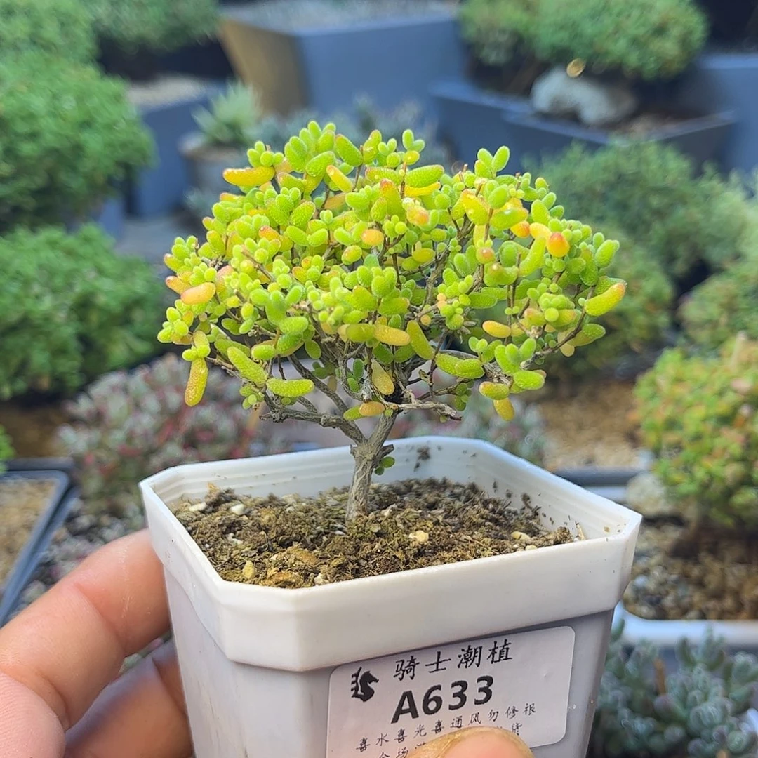 633蜜橘糖球枝干番杏