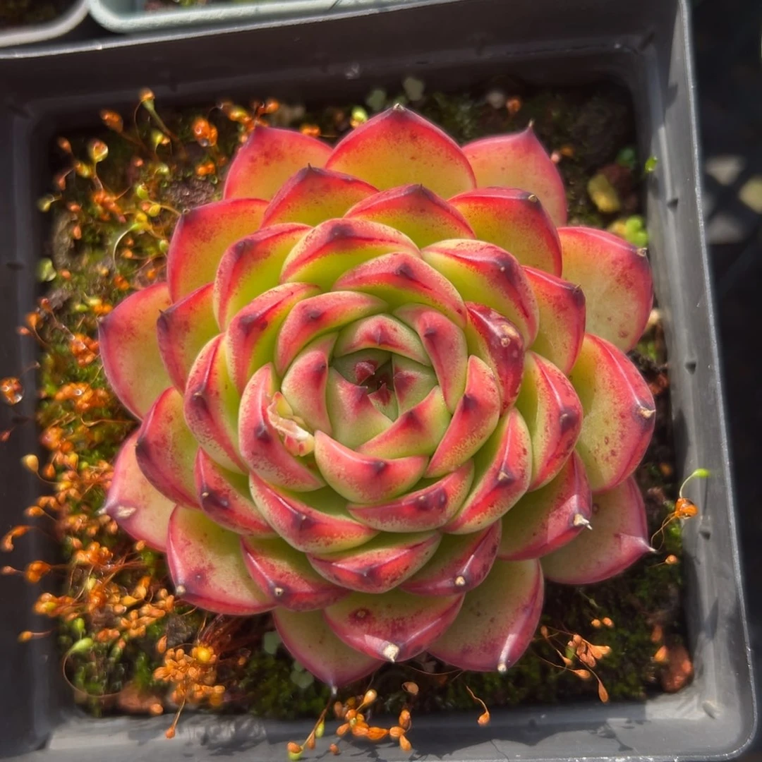 月亮石精控多肉一物一拍