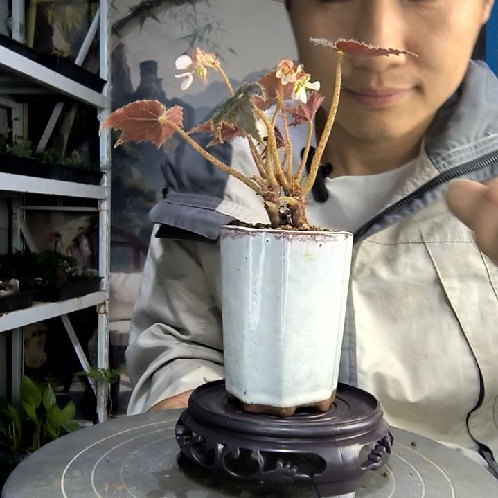 一*生中青园艺一物一拍118