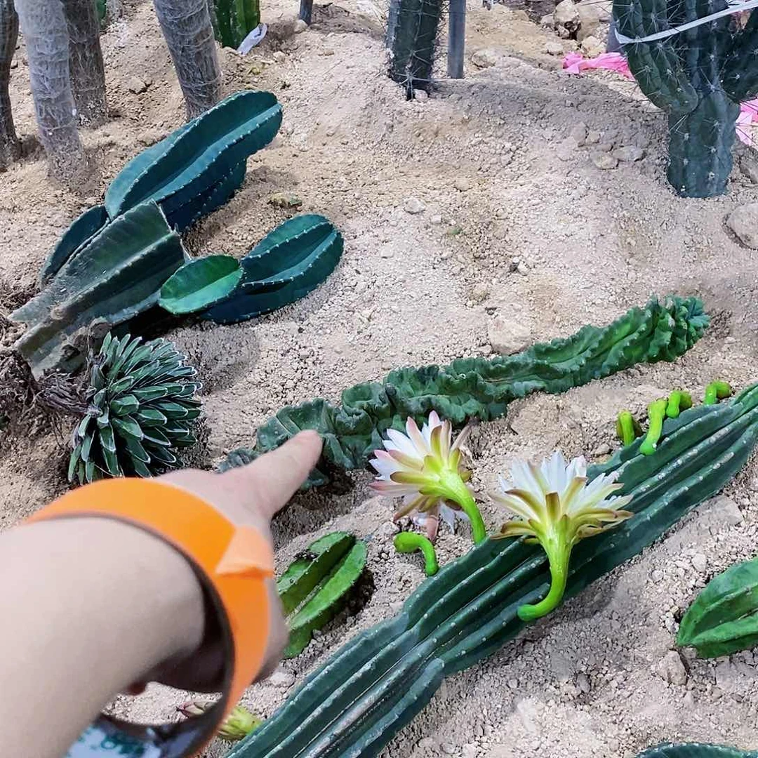 无花朵二*哥00000000000000000