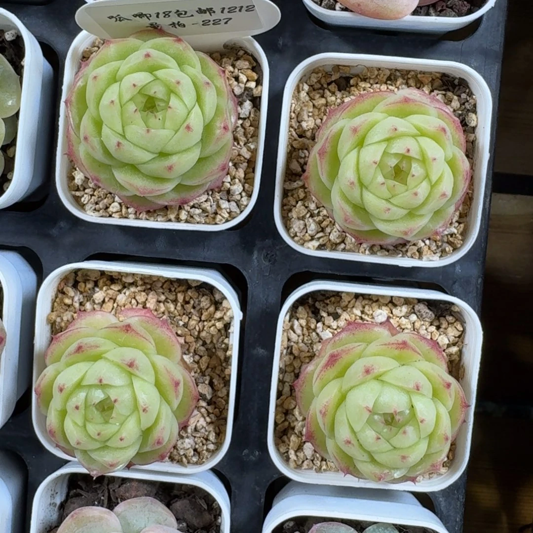 1212-227-包子麦秆一颗量拍